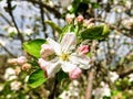 An apple flower, Nava, Comarca de la Sidra, Asturias, Spain