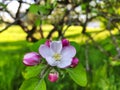 Blooming apple tree in spring time near Nava vilage, Comarca de la Sidra, Asturias, Spain