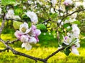 Blooming apple tree in spring time near Nava vilage, Comarca de la Sidra, Asturias, Spain