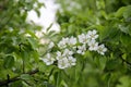 Blooming apple tree in spring time and sky on background. Close up macro shot of white flowers Royalty Free Stock Photo