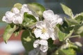 Blooming apple tree in spring time. White flowers of apple-tree