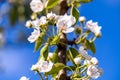 Blooming Apple tree in springtime under blue sky