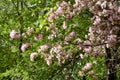 Blooming apple tree on sunny spring day. Beautiful spring pink blossom Royalty Free Stock Photo