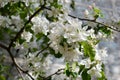 Blooming apple tree. Tender white flowers in spring. City greening