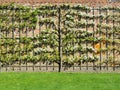 Blooming apple tree on trellis at brick wall