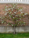 Blooming apple tree on trellis at brick wall