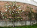 Blooming apple tree on trellis at brick wall