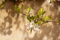 Blooming apple tree on a wall background with shadow Royalty Free Stock Photo