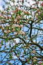 Blooming apple tree wallpaper / background Royalty Free Stock Photo