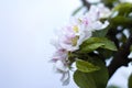 Blooming Apple Tree Royalty Free Stock Photo