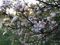 Blooming apple tree Royalty Free Stock Photo