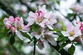 Blooming apple tree with water drops after rain. Blossom white and pink flowers on branch close-up, springtime concept Royalty Free Stock Photo