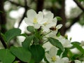 Blooming apple tree white flower. on a background of gray cloudy sky, cloudy spring day