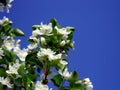 Blooming apple tree on a white flower. blue sky background, clear sunny spring day