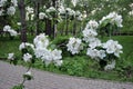 Blooming apple tree white flower close-up in a spring garden. Delicate beauty. Royalty Free Stock Photo