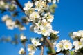 Blooming Apple tree in white.