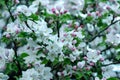 An apple tree that bloomed with beautiful white flowers.