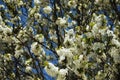 Blooming Apple tree. a tree with white flowers. branches with white flowers against a blue sky. spring nature in the Park. Royalty Free Stock Photo