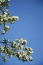Blooming Apple tree. a tree with white flowers. branches with white flowers against a blue sky. spring nature in the Park. Royalty Free Stock Photo