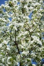 Blooming Apple tree. a tree with white flowers. branches with white flowers against a blue sky. spring nature in the Park. Royalty Free Stock Photo