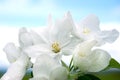 Blooming apple tree. White flowers close-up against a blue sky. Spring Royalty Free Stock Photo