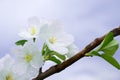 Blooming apple tree. White flowers close-up against a blue sky. Spring Royalty Free Stock Photo