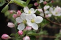 blooming Apple tree Royalty Free Stock Photo