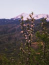 Blooming apple trees against the backdrop of snowy mountain peaks at the foot of the mountains in Almaty Kazakhstan