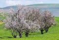 Blooming apple trees in a field in spring Royalty Free Stock Photo