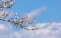 Blooming apple trees in a field in spring Royalty Free Stock Photo
