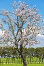 Blooming apple trees in a field in spring Royalty Free Stock Photo