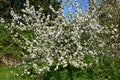 Blooming apple trees and fruit trees in the orchard