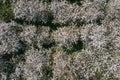 Blooming apple trees in garden. aerial view of apple orchard Royalty Free Stock Photo