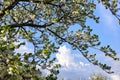 Blooming apple trees in the garden against the blue sky Royalty Free Stock Photo