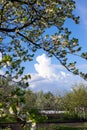 Blooming apple trees in the garden against the blue sky Royalty Free Stock Photo