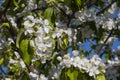 Blooming Apple trees in the garden