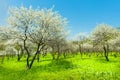 Blooming apple trees garden natural view of korea