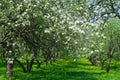 Blooming apple trees in the garden