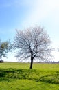 Blooming apple trees in the garden at spring