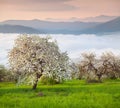 Blooming apple trees in the mountains at spring