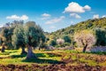 Blooming apple trees in olive garden. Panoramic spring view Milazzo cape, Sicily, Italy, Europe.
