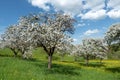 Blooming apple trees in an orchard Royalty Free Stock Photo