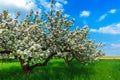 Blooming apple trees