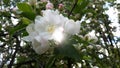Blooming Apple trees in spring. Branch of a flowering Apple tree. Apple blossom.