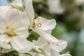 Blooming apple trees. Spring