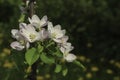 Blooming apple twig Royalty Free Stock Photo