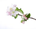 Blooming apple twig