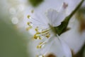 Blooming apple twig covered by water drops Royalty Free Stock Photo