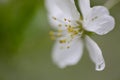 Blooming apple twig covered by water drops Royalty Free Stock Photo