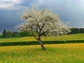 Blooming appletree in a buttercup meadow, stormine Royalty Free Stock Photo